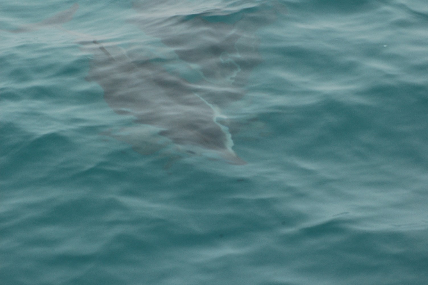 183   30 01   Kaikoura